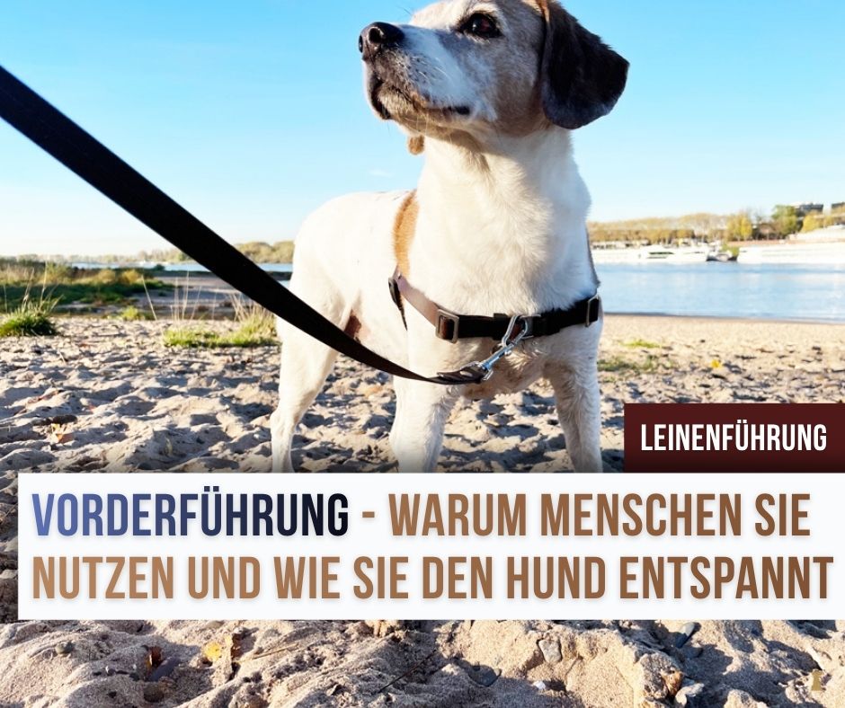 hundeleine für welpen Karlie Welpen Nylon-Leine - 5 Farben