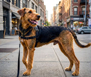 Anti-stress harness STURMFREI® Saver for large dogs