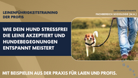 Booster-Kurs "Leinenführigkeit: Warum Hunde ziehen und wie man gewaltfrei Leinenführung umsetzt"