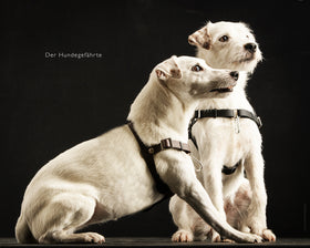 Anti-stress harness STURMFREI®, size XXS