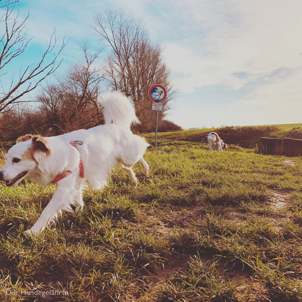 Facteurs influençant le chien et son comportement en laisse 