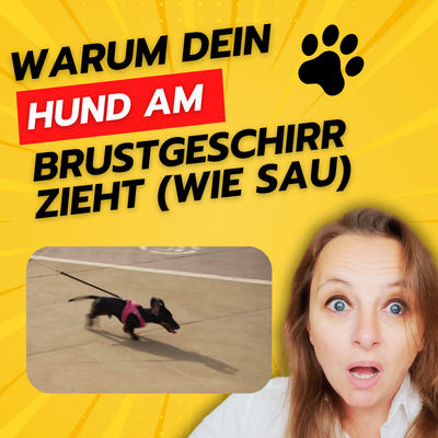 Der Wechsel von Halsband zum klassischen Brustgeschirr: Und dein Hund wirft dich um.