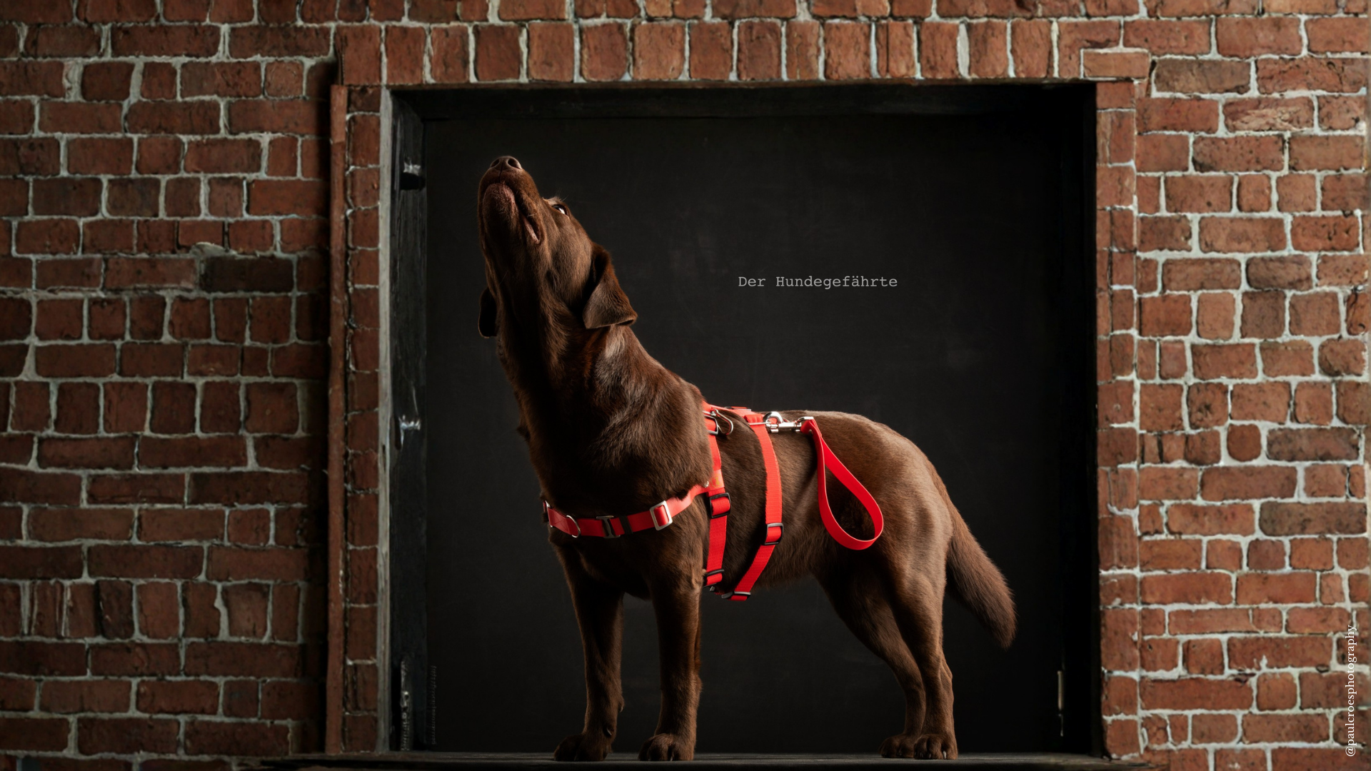 Anti-Stress-Geschirr STURMFREI® Saver