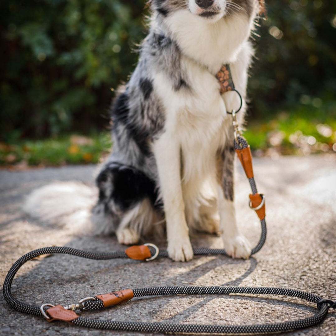 Benny Burton - Hundezubehör