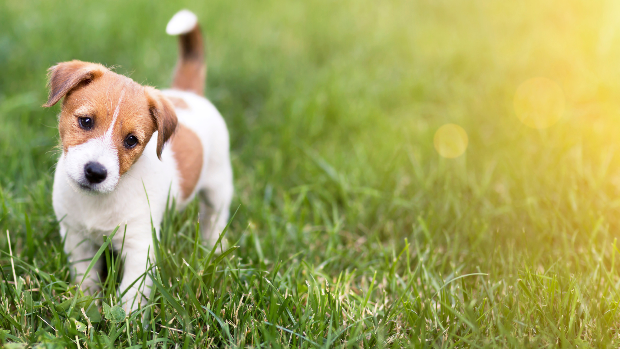 Online-Kurse zum Verstehen von Hunden (Hundesoziologie)