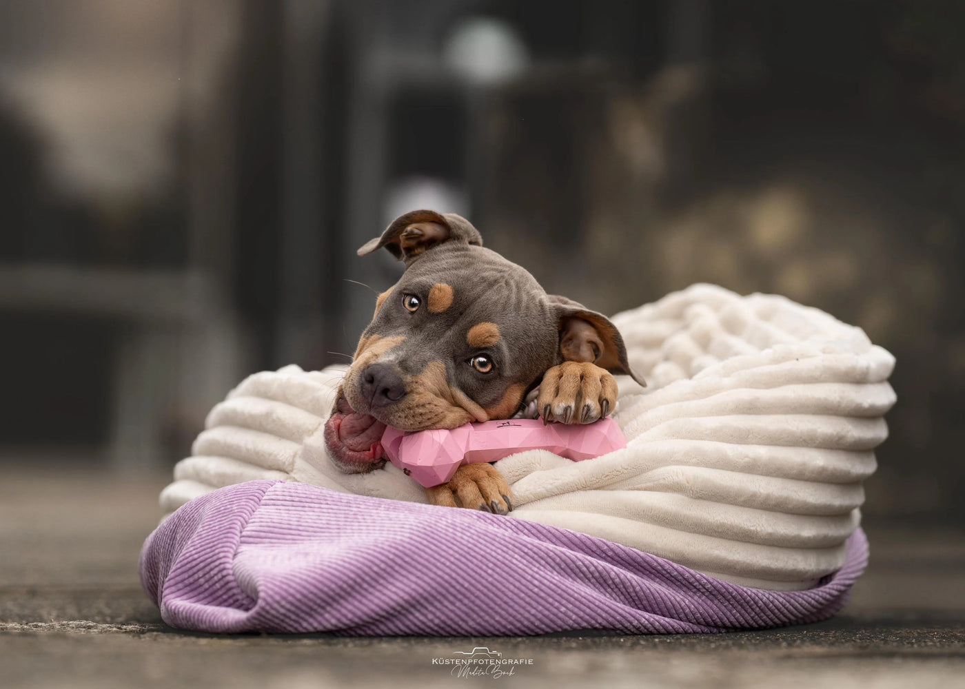 Riolino Hundespielzeug-Kauknochen – robust, gesund und stylisch 🐾 - ROT