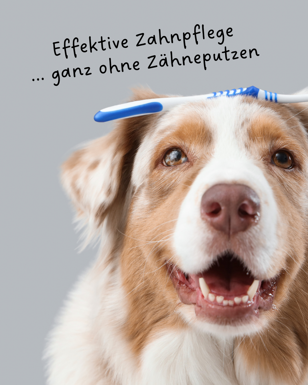 Riolino FreshBite – Natürliche Zahnpflege für Hunde 🦷🐾