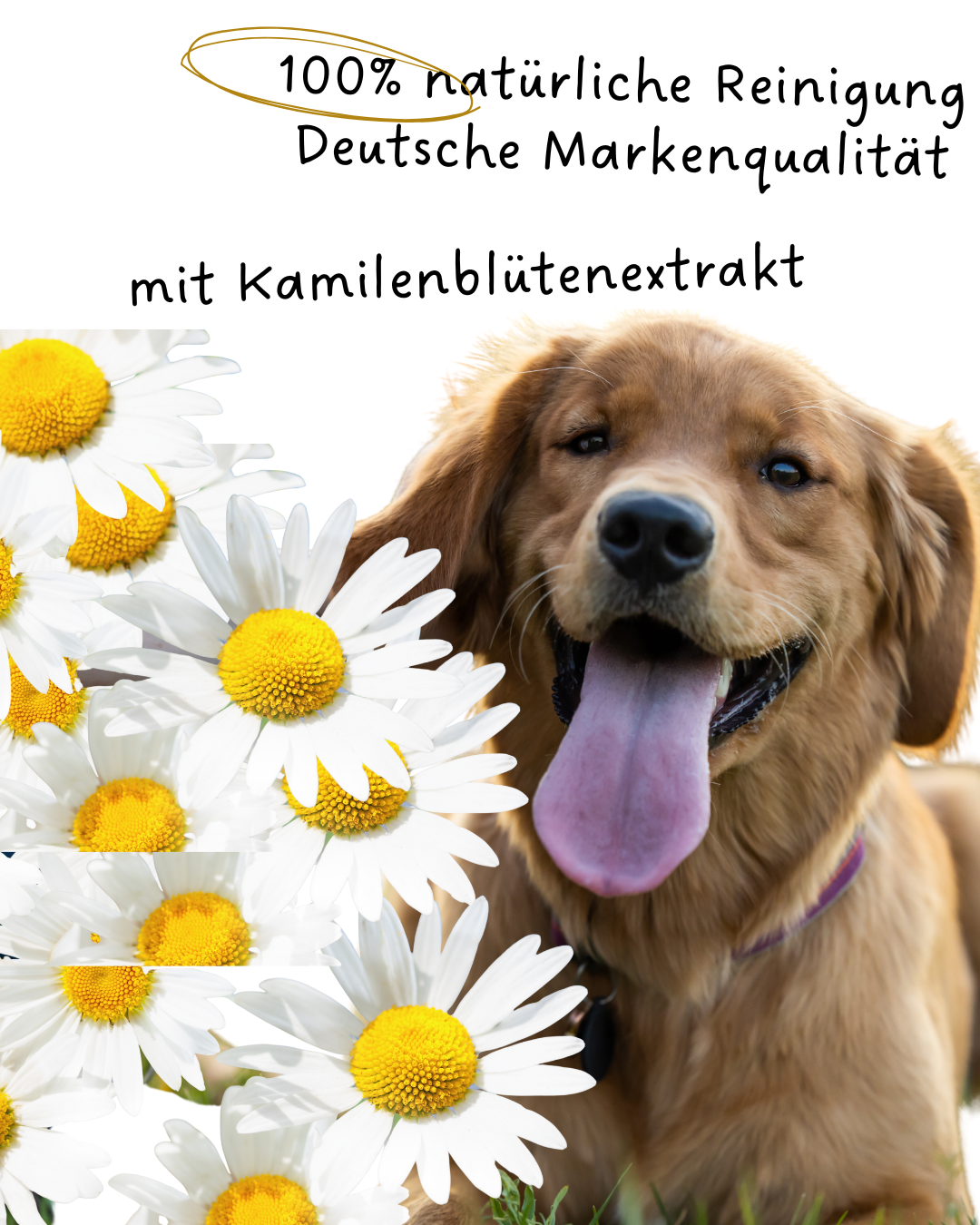 Riolino PureEars – Sanfte Ohrenpflege für Hunde & Katzen 🐶🐱