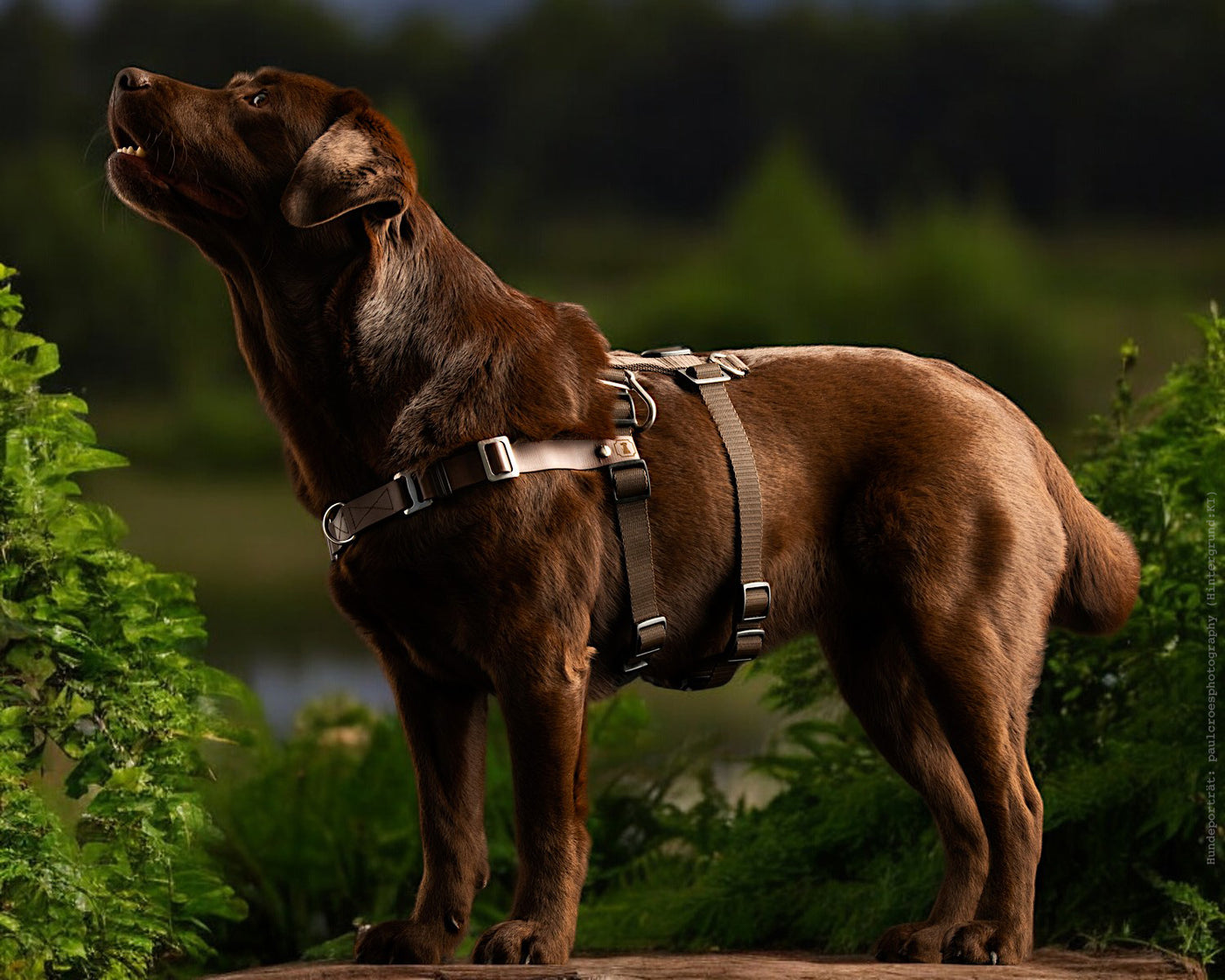 Harnais anti-stress STURMFREI® Saver pour chiens petits à moyens
