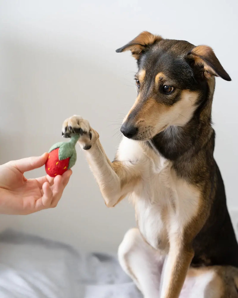 BUDDY. Dog toy made of wool felt "Strawberry"