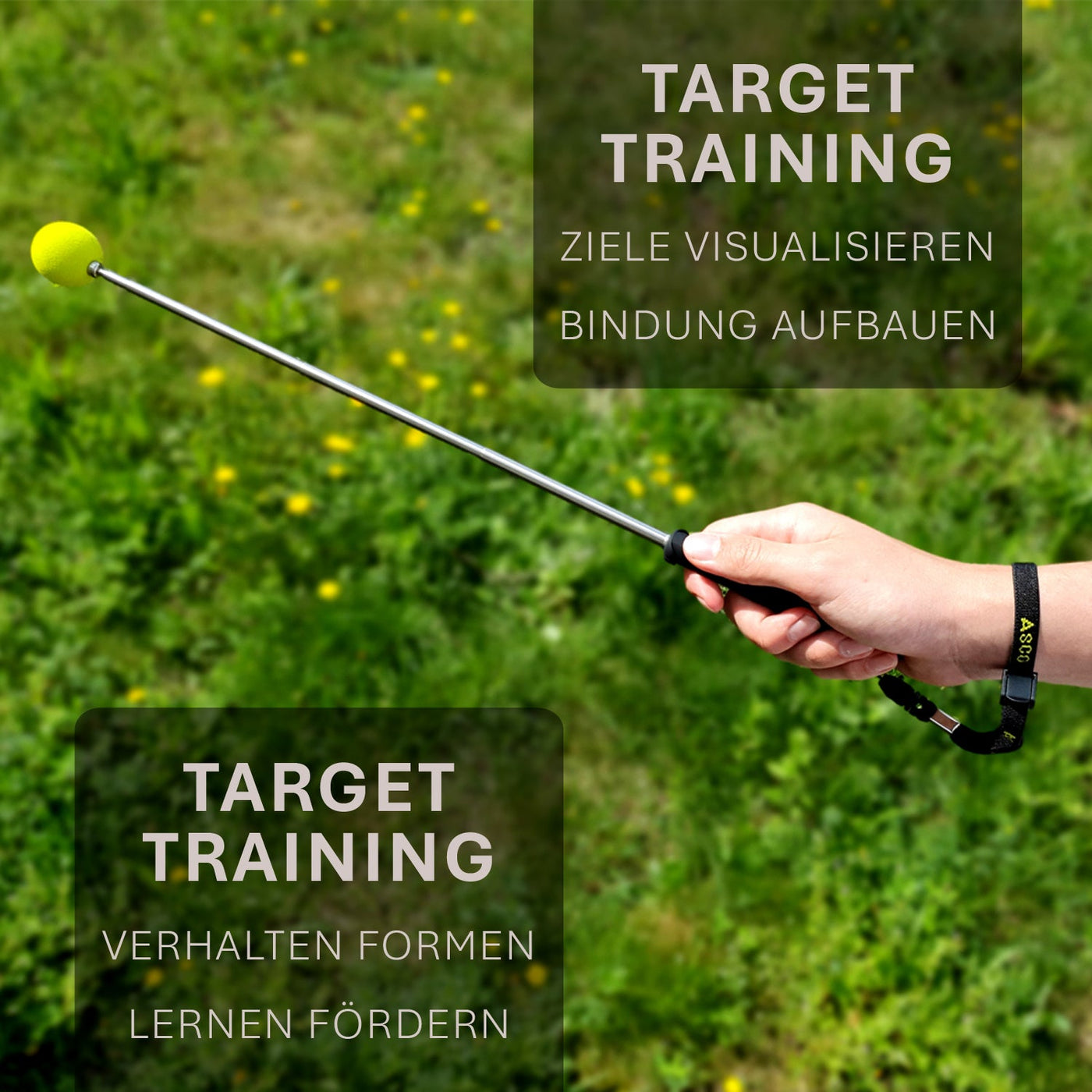 ASCO Target Stick – Ihr verlängertes Trainings-Tool für Hunde, Katzen und Pferde