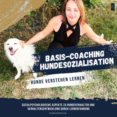 Hundetraining "Basics in Einzelbegleitung"