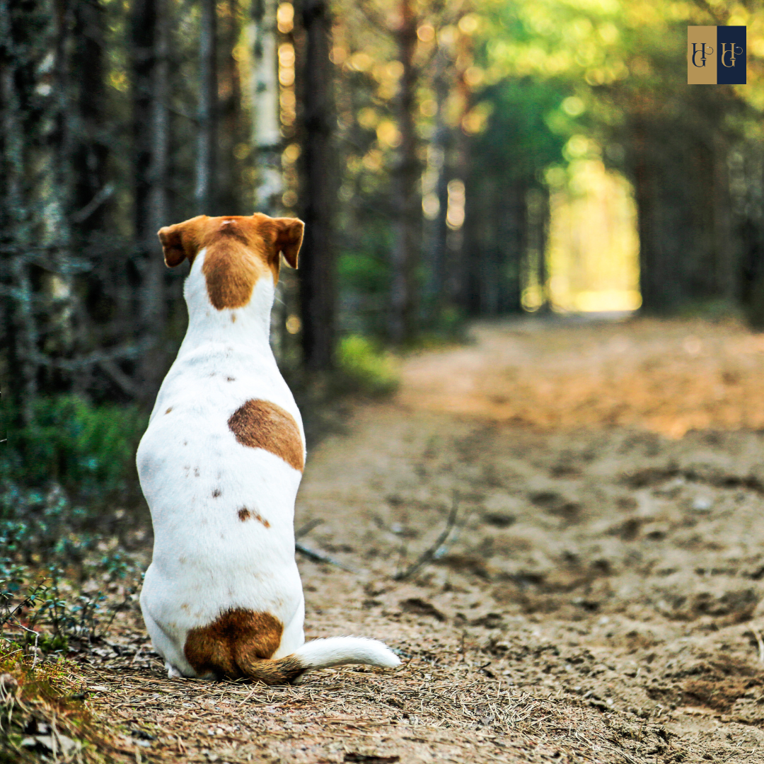 Booster-Kurs "Welcher Hund passt zu mir?: Finde den perfekten Begleiter"