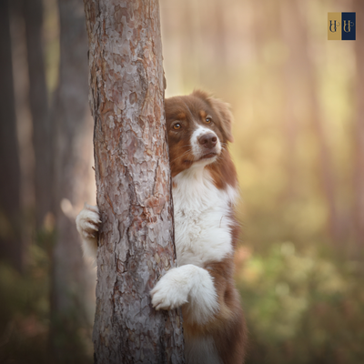 Booster-Kurs "Welcher Hund passt zu mir?: Finde den perfekten Begleiter"