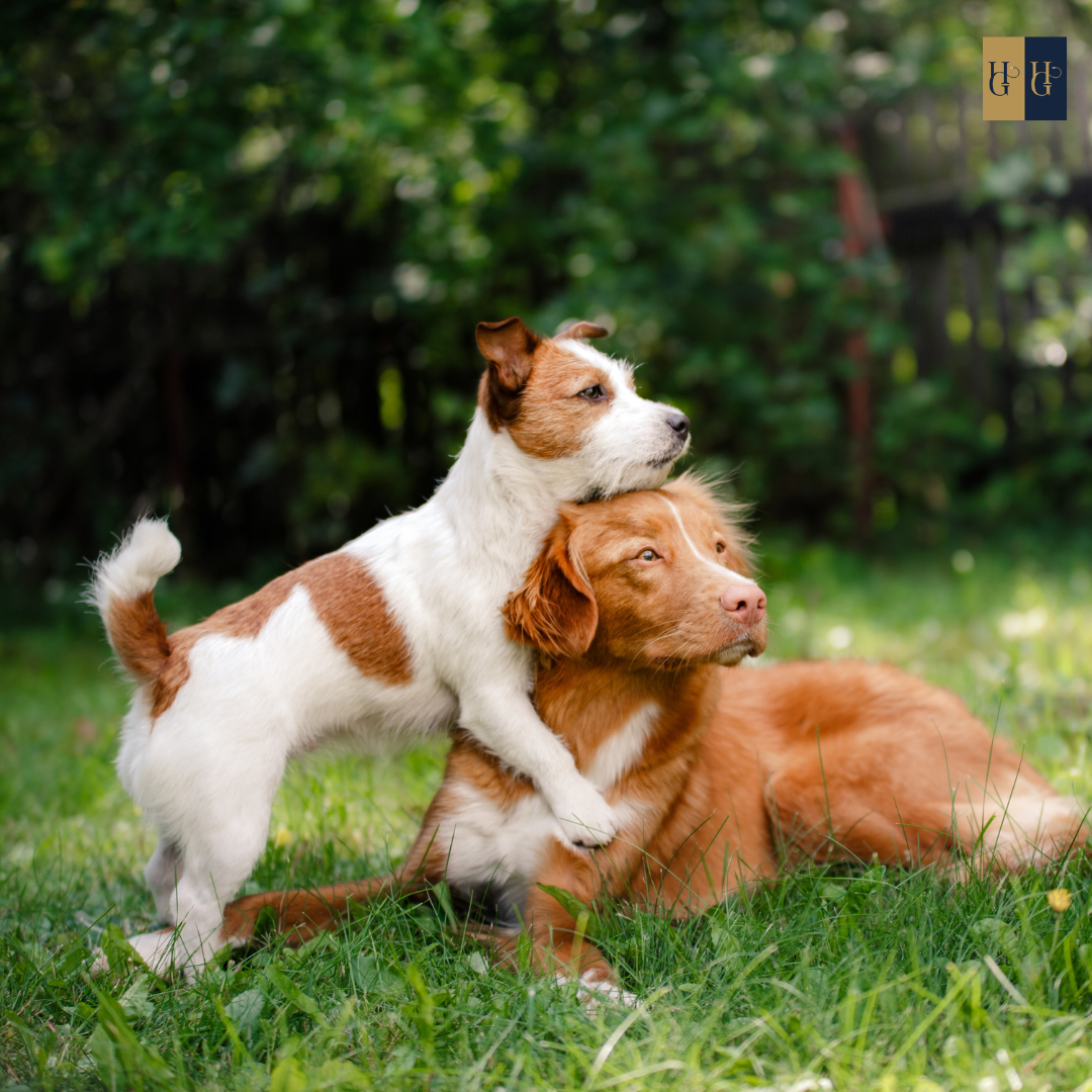 Booster-Kurs "Welcher Hund passt zu mir?: Finde den perfekten Begleiter"
