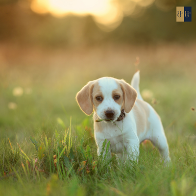Booster-Kurs "Welcher Hund passt zu mir?: Finde den perfekten Begleiter"