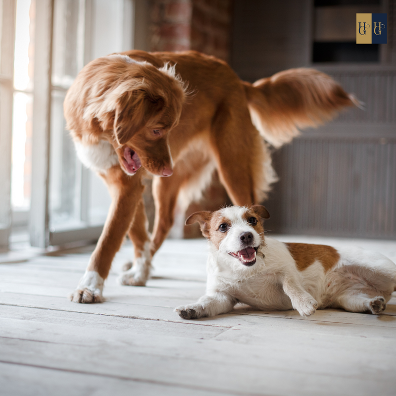 Booster course "Leash training: Why dogs pull and how to implement non-violent leash training"