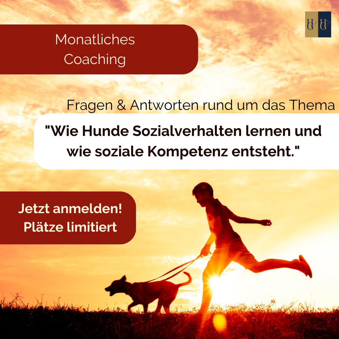 Coaching zur "Sozialisation des Hundes" - Allgemeine Fragen & Antworten