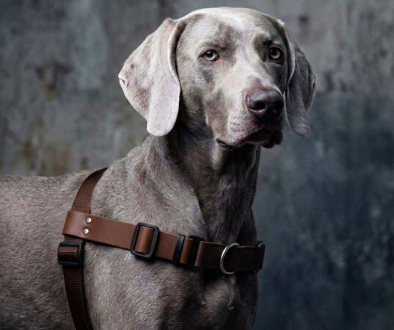 Anti-stress harness STURMFREI® Saver for large dogs