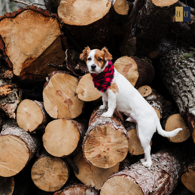 Booster-Kurs "Welcher Hund passt zu mir?: Finde den perfekten Begleiter"