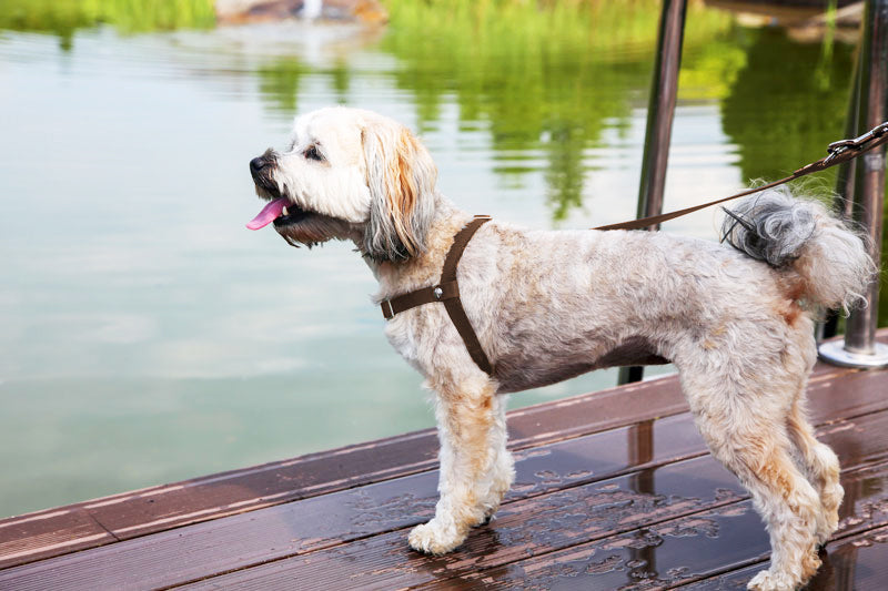 braunes Anti-Pull-Geschirr für Hunde