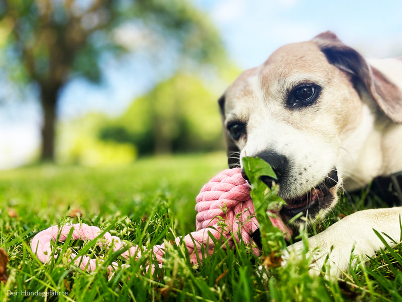 Noeud serré à lancer pour chien