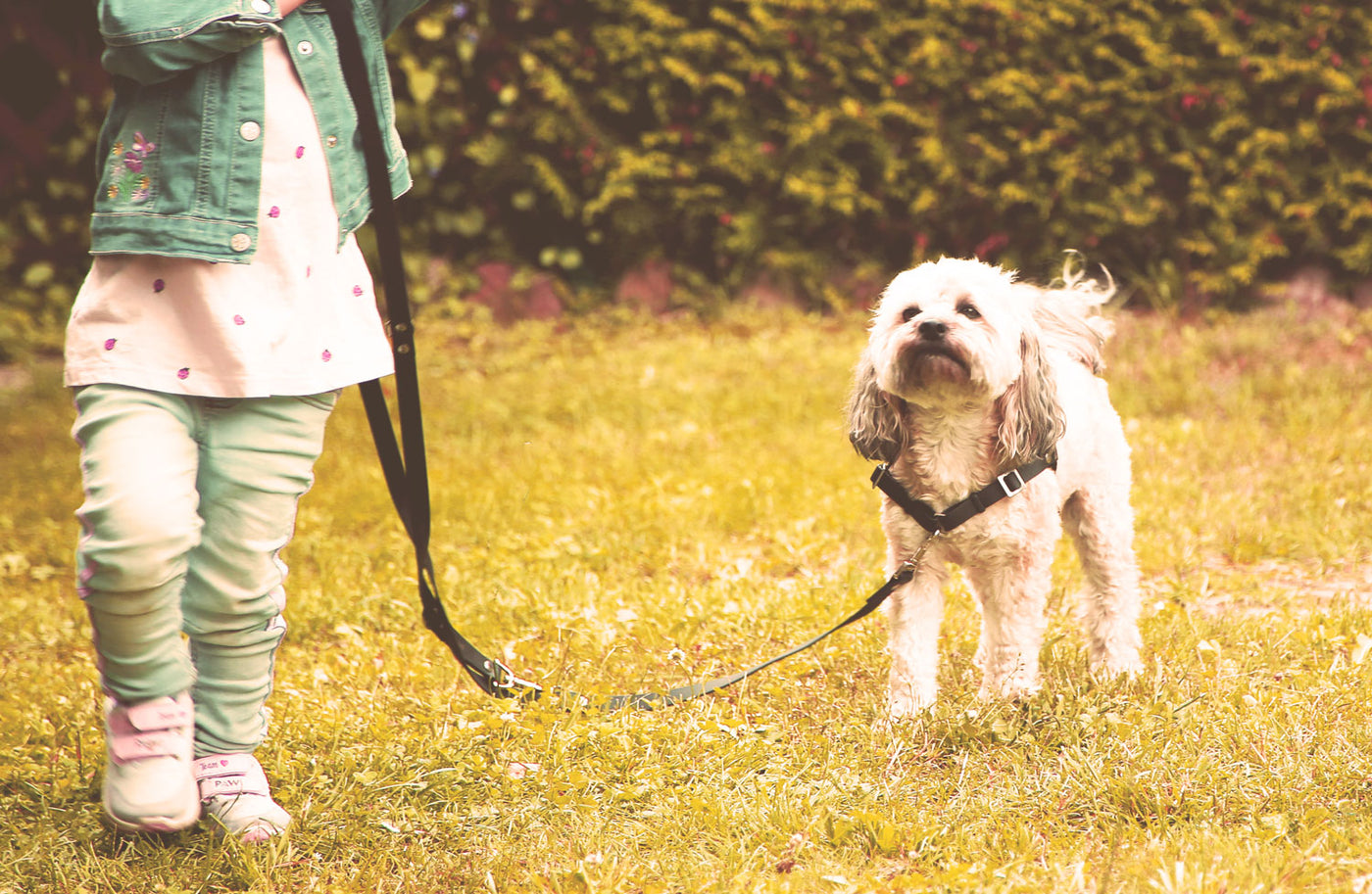 Vorderring zum Leine einhaken mit Hund