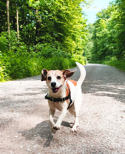 Hundegeschirr Beagle