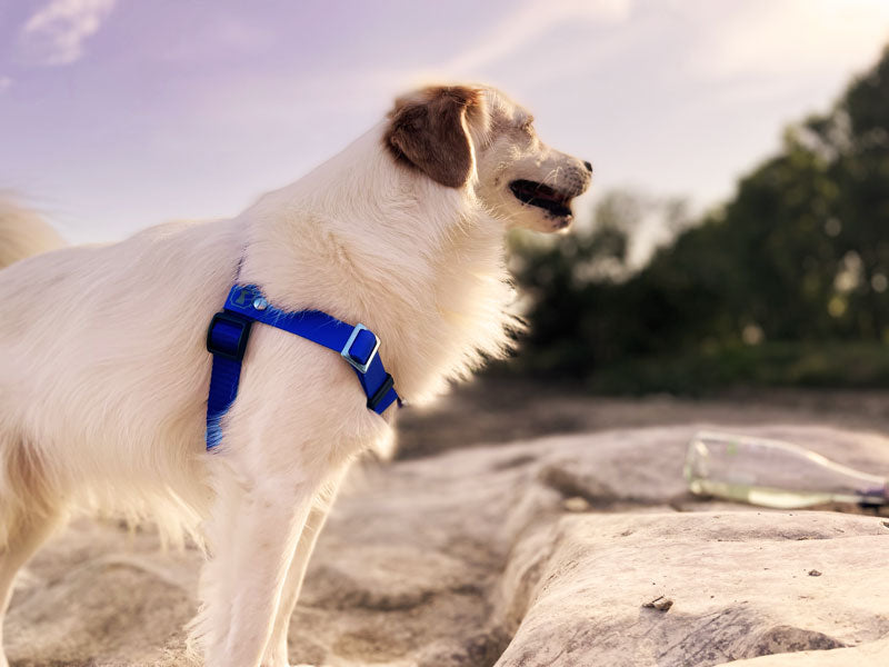 Edelstahl Hundegeschirr Blau