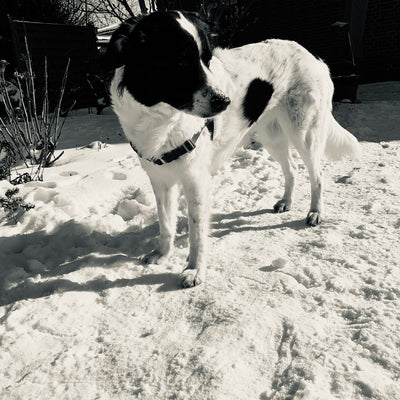 Hundegeschirr mit Vorderring
