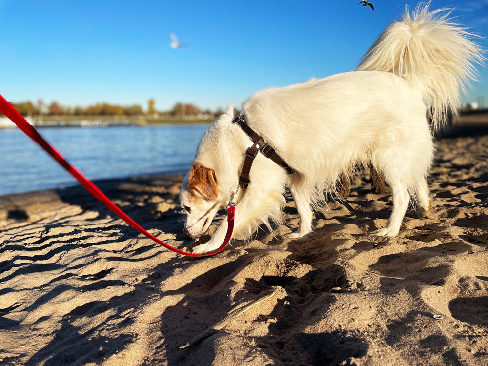 Vorderring an Hundegeschirr