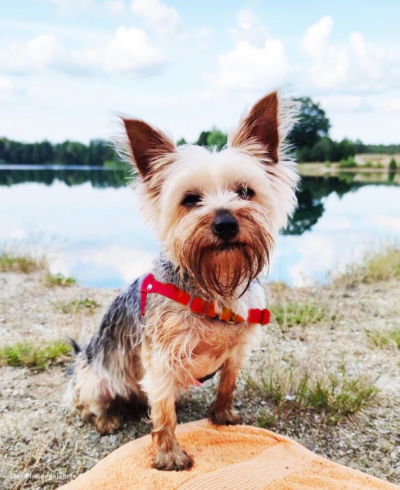 highland terrier hundegeschirr rot