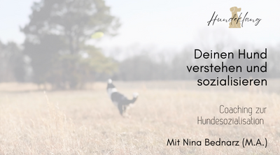 Hundetraining "Basics in Einzelbegleitung"