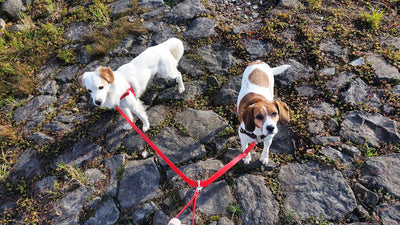 zwei Hunde an einer Leine führen