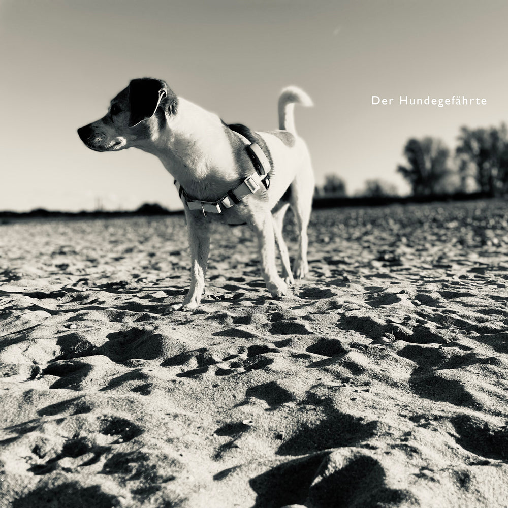 Hunde am Strand an Leine führen
