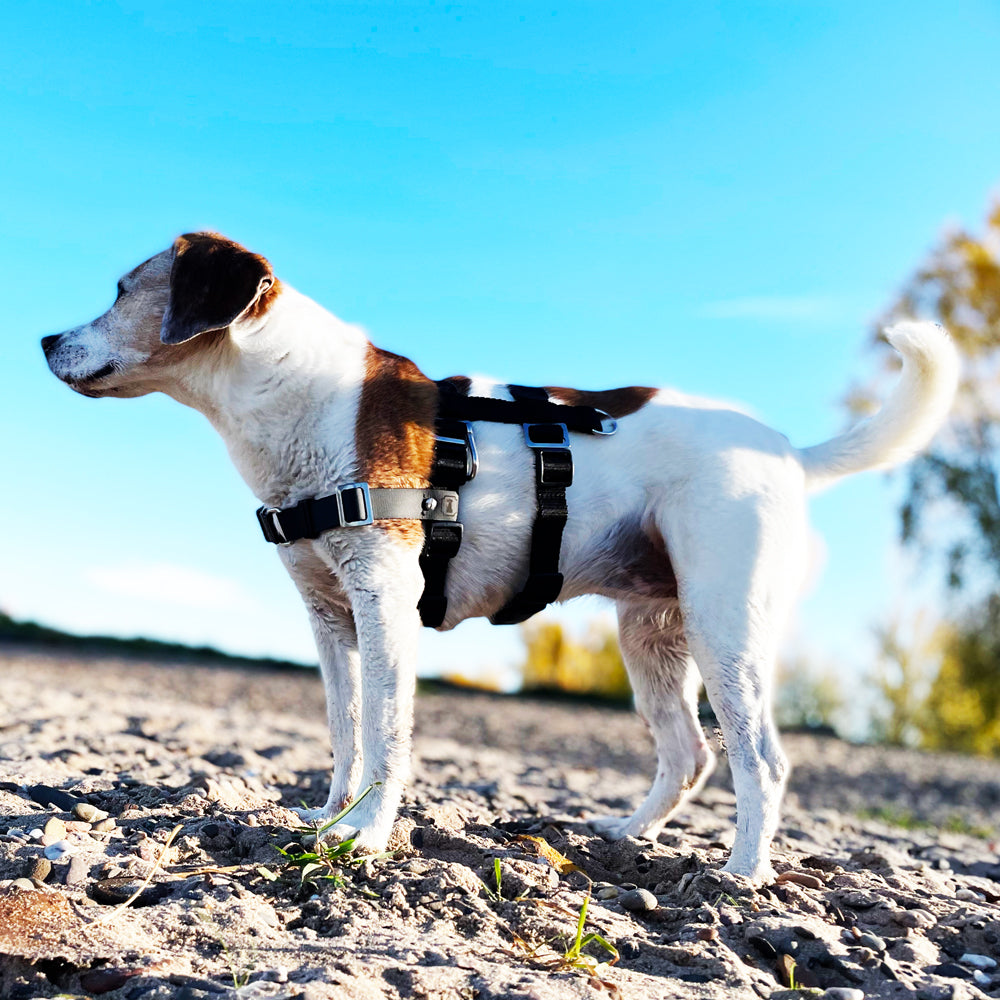 Geschirr für ängstliche Hunde