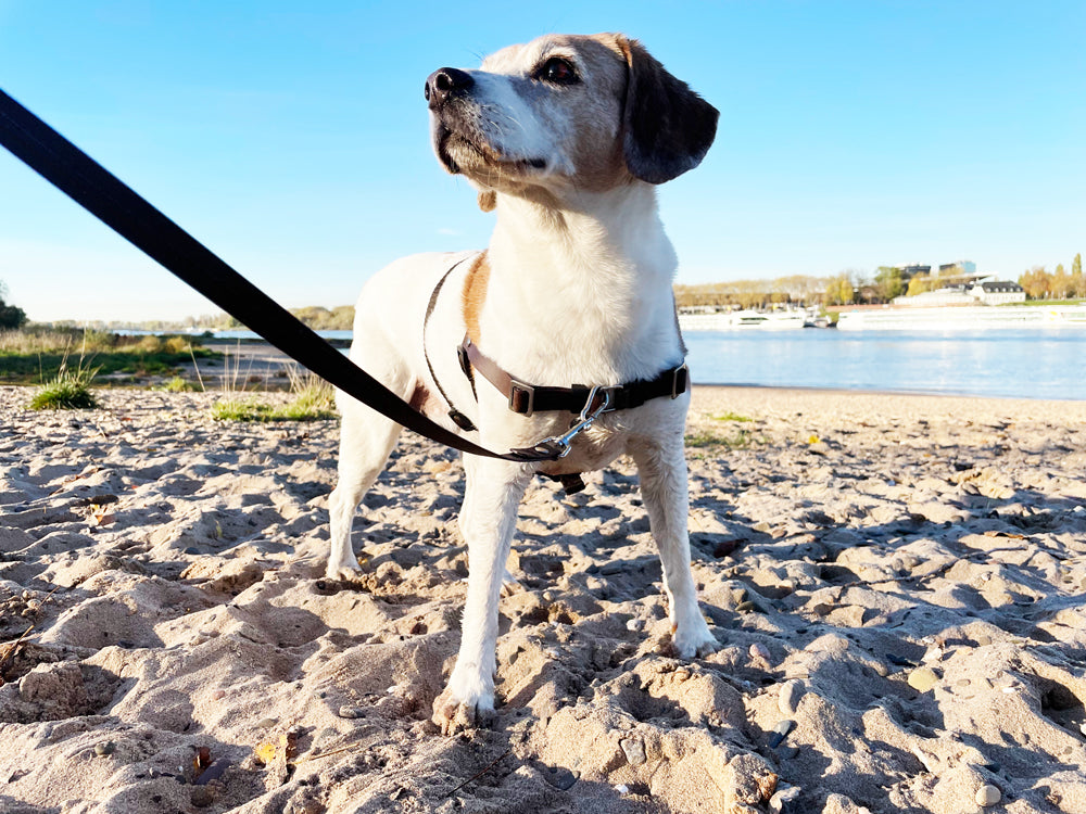 Sicherheitsgeschirr kleine Hunde