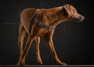 Ridgeback in Anti-Zieh-Geschirr Braun