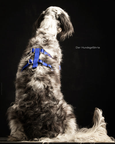 Anti-stress harness STURMFREI® Saver for large dogs