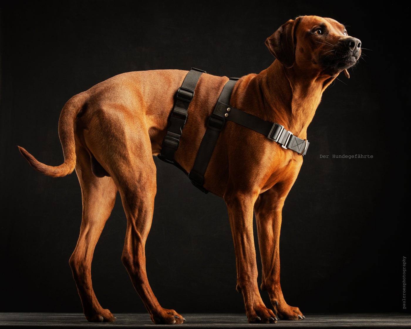 Anti-stress harness STURMFREI® Saver for large dogs