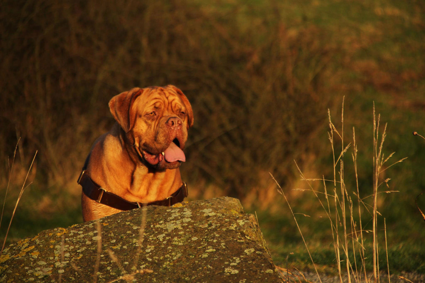 American Bulldog in No-Pull-Geschirr