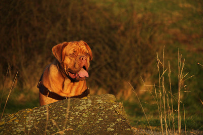 English Bulldog an der Leine mit STURMFREI