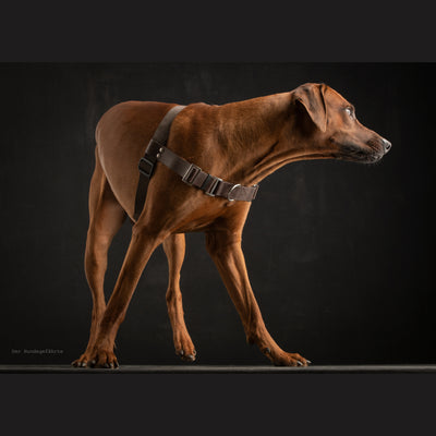 Braunes No-Pull Geschirr an Ridgeback