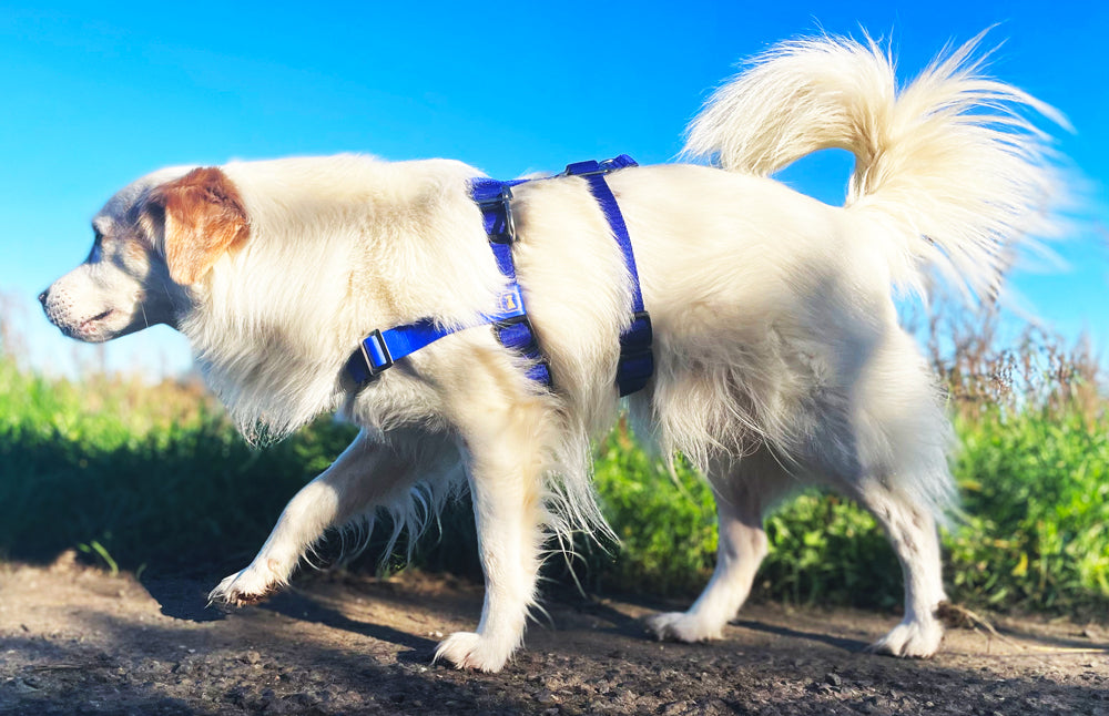 Hundegeschirr für aggressiven Hund