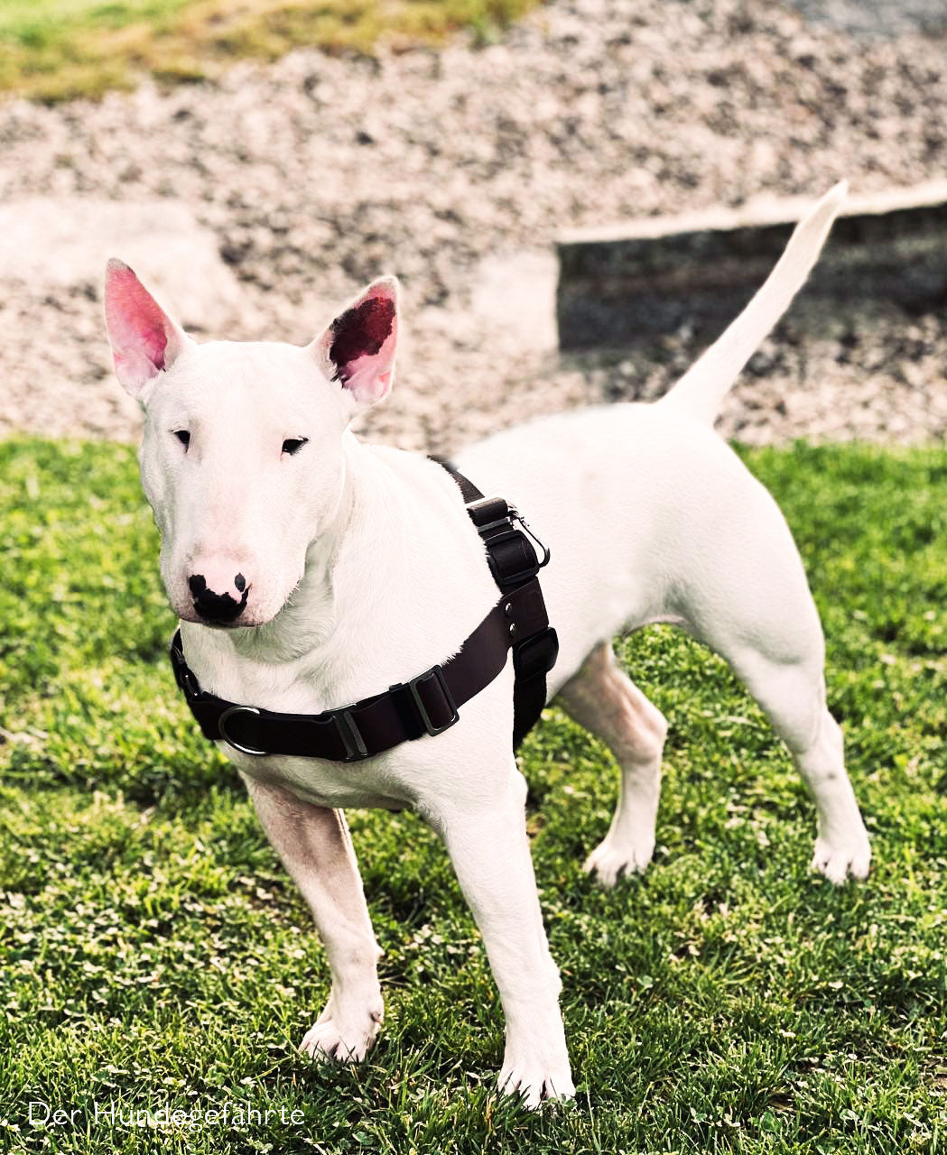 Bullterrier in Biothane Anti-Zieh-Geschirr