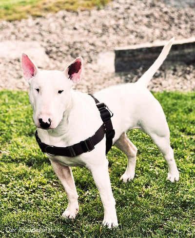 Bullterrier in Anti-Zieh-Geschirr Braun