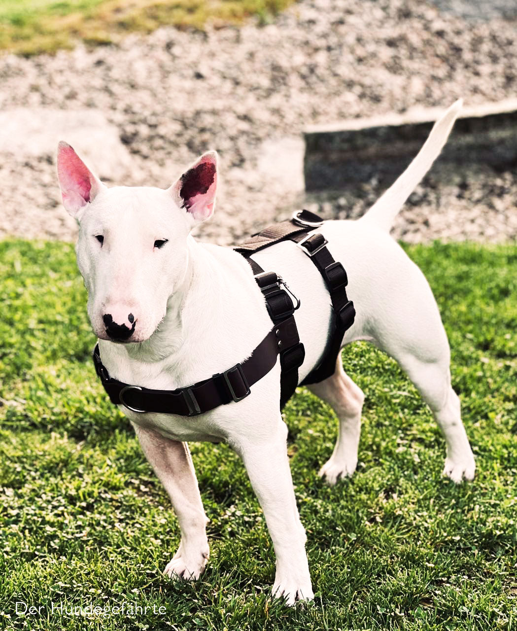 Anti-stress harness STURMFREI® Saver for large dogs