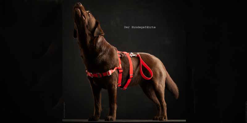 Anti-stress harness STURMFREI® Saver for large dogs