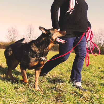 Hund das Ziehen abgewöhnen