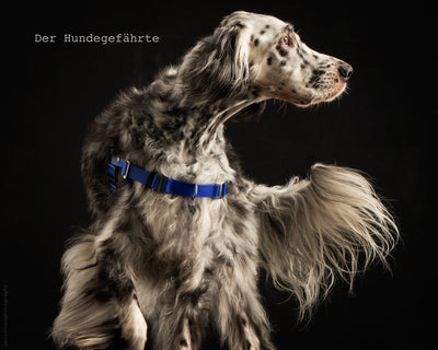 English Setter im Anti-Stress-Geschirr